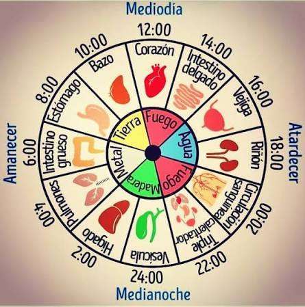 Reloj biológico chino